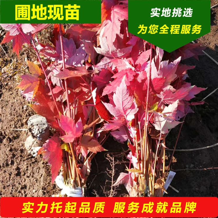 Cold-Resistant American Red Maple 'Autumn Flame' Saplings, Improved North American Red Maple Saplings, Northeast China Clustered Red Maple Breeding Base