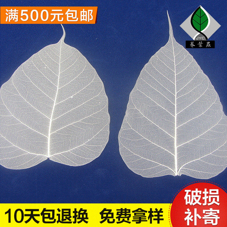 Natural Bodhi Leaf Vein Specialized for Calligraphy and Painting Laminated Bookmark Pressed Flower Raw Material Plant Specimen Yunnan Dried Flower Decoration Materials