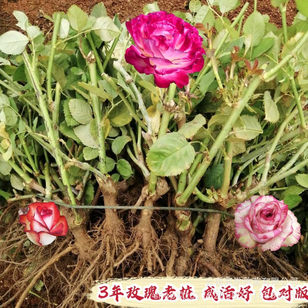 Yunnan Base Freshly Dug Large-Flower Rose Old Stump Three-Year Large Seedlings, One-Piece Drop Shipping, Multi-Variety Mix, Four-Season Blooming Roses