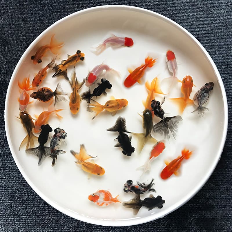 Small Goldfish and Red Grass Carp Feed, Freshwater Ornamental Fish Food for Goldfish
