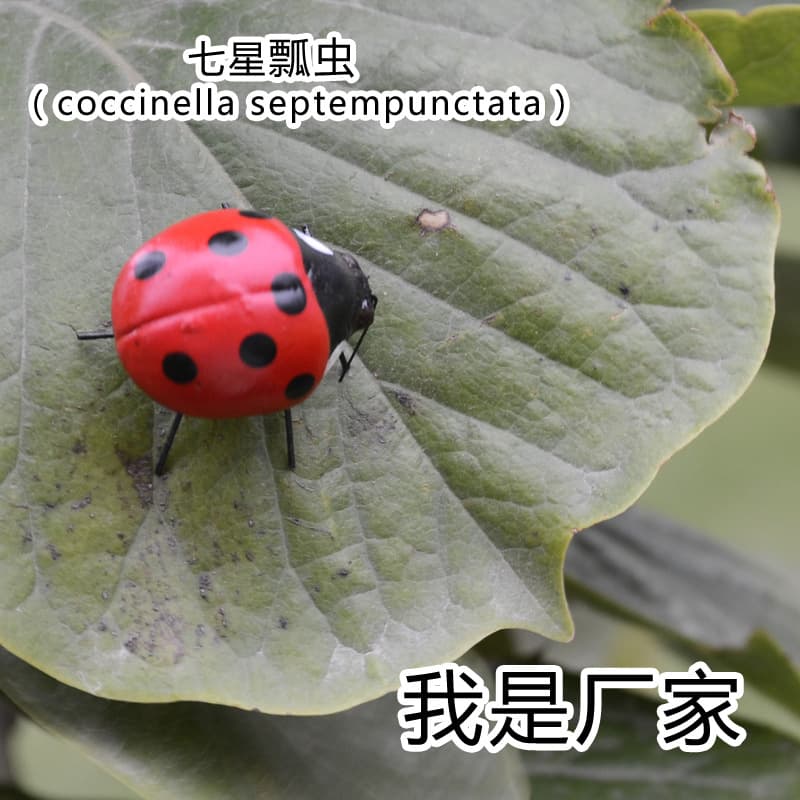 High-fidelity ladybug insects, miniature landscape decorations, educational models, refrigerator magnets - factory direct sales.