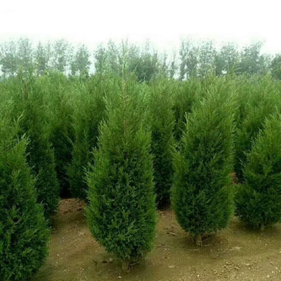 Cypress seedlings, arborvitae, oriental arborvitae, flat cypress, round cypress, pine, pagoda cypress, dragon cypress seedlings, cemetery cypress, evergreen