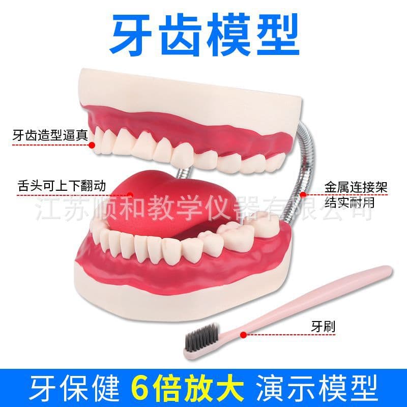 Children's dentition children's oral tooth model teaching dental model kindergarten toy practice brushing teaching