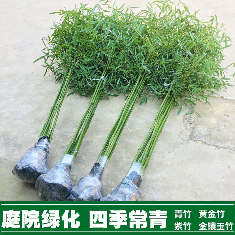 Bamboo garden plants, evergreen all year round, northern cold-resistant golden bamboo, purple bamboo, green bamboo, golden inlaid polygonatum, moso bamboo