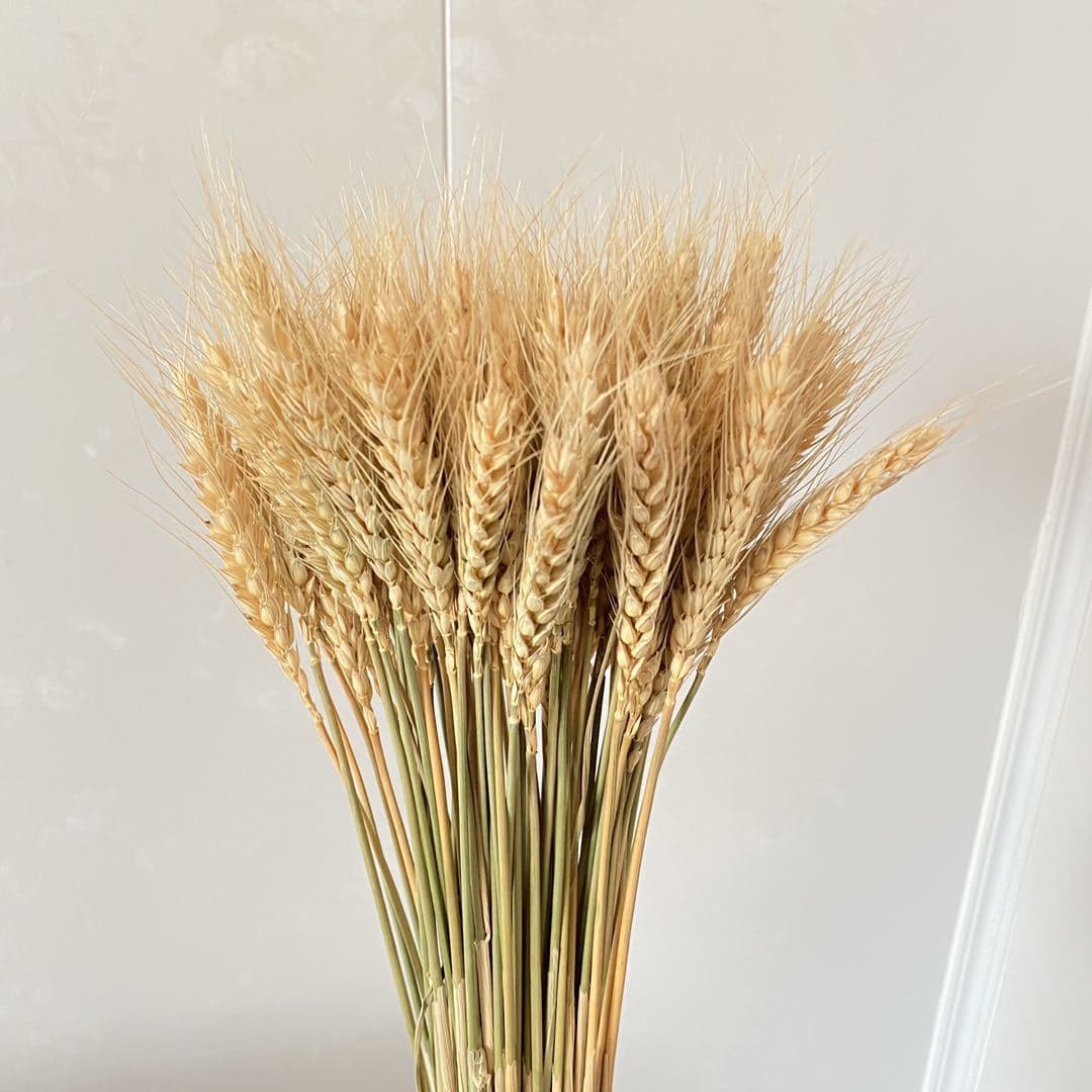 Natural Wheat Stalk Barley Bouquet for Grand Opening, Abundant Harvest, Factory Direct Gift Photography Prop Dried Barley