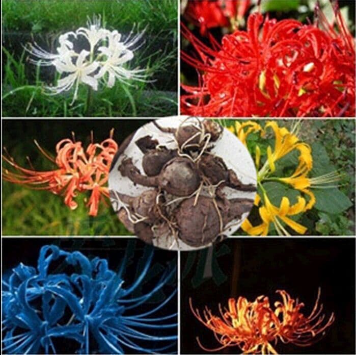 Base Lycoris Bulbs, Mandala Flower Garden Potted Lycoris Bulbs, Flower Seeds for Multi-Season Planting