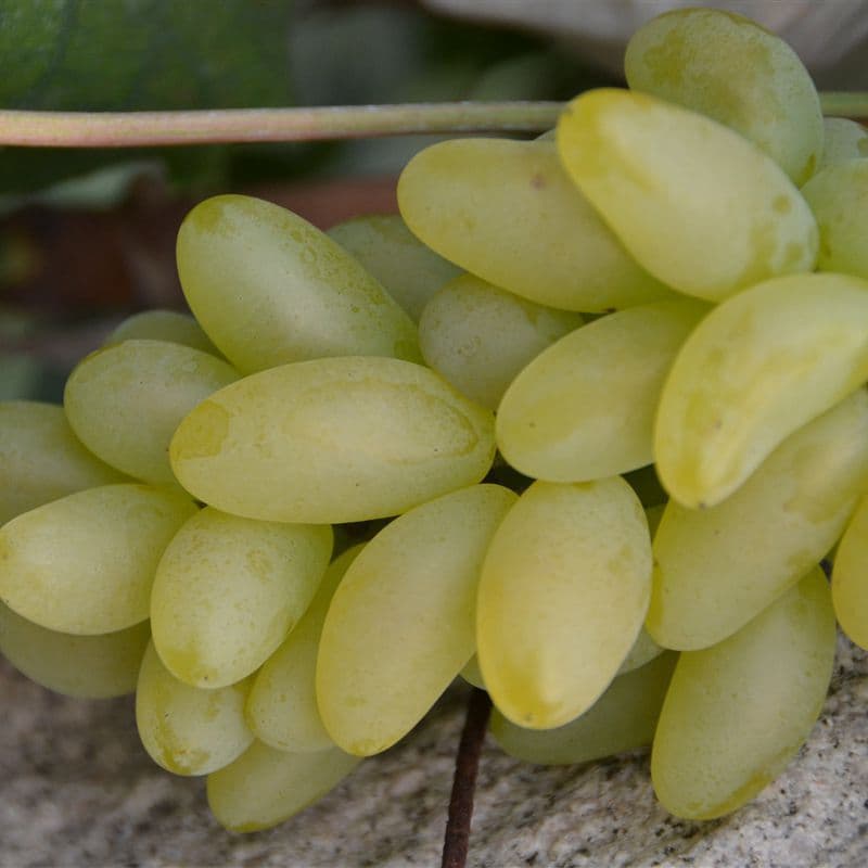 【High-Quality Grapevine】Golden Finger Grafted Grapevine (Grade A, over 0.4) - Dazeshan Grapevine.