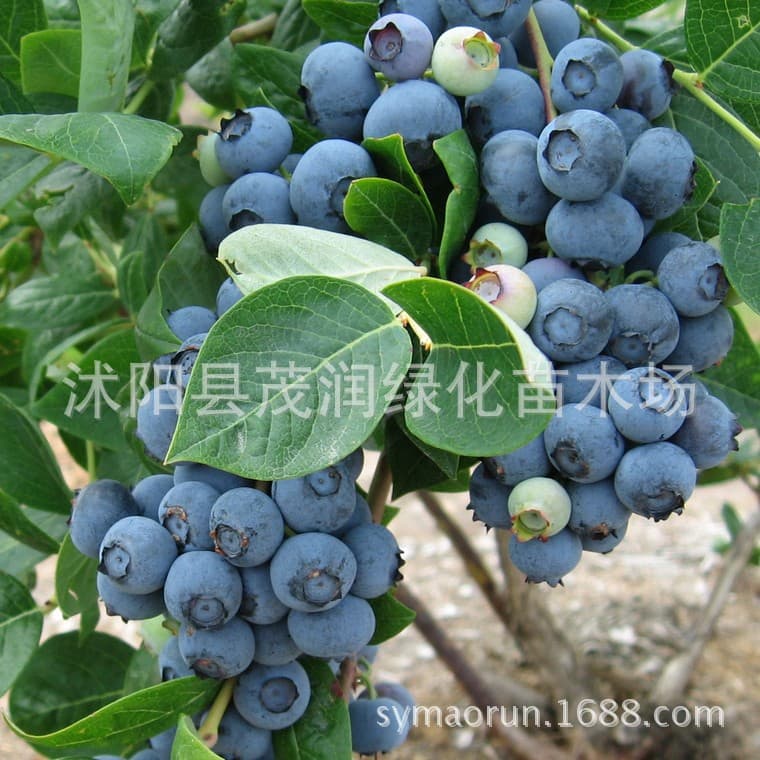 Garden ground planting, indoor potted fruit tree seedlings, blueberry seedlings, blueberry seedlings packed with soil balls, 3-year seedlings