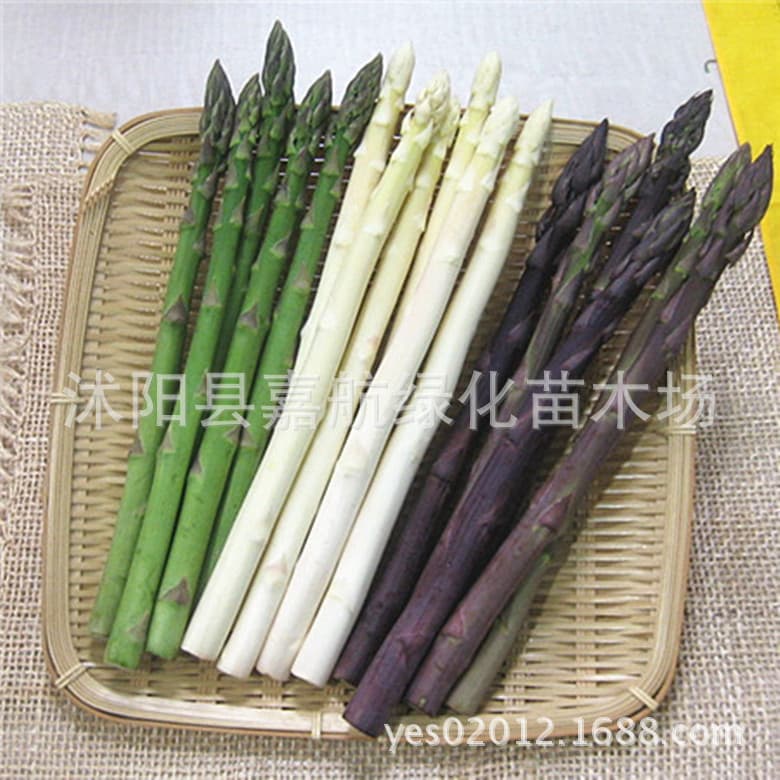 Asparagus Seeds Purple Asparagus Vegetable Seeds Wholesale Spring Balcony Potted Vegetables All Year Round Courtyard
