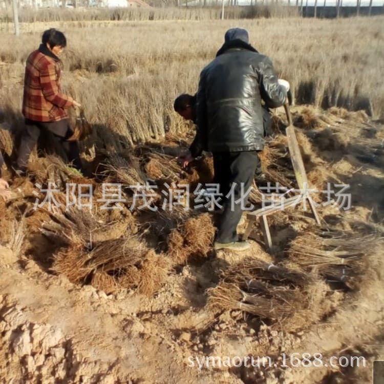 Direct from Base Amorpha fruticosa Seedlings, Landscape Greenery, Embankment Greening Slope Protection Plants, Riverbank Greening with High Survival Rate