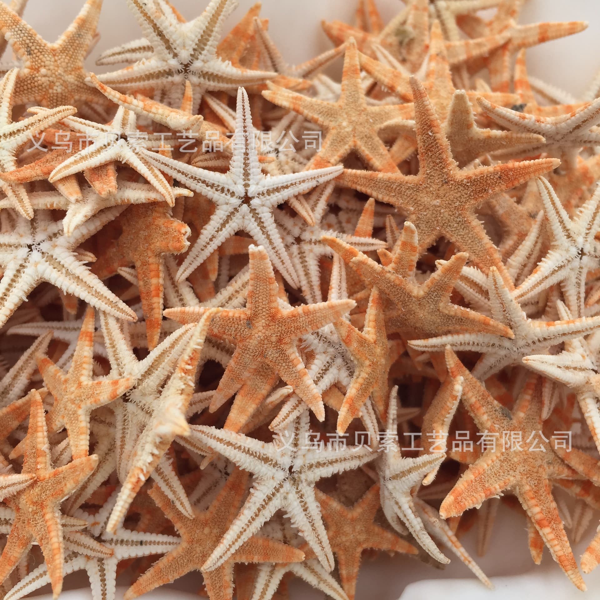 Educational Natural Starfish Shell Conch Decorative Shells Conch Wholesale DIY Starfish Crafts