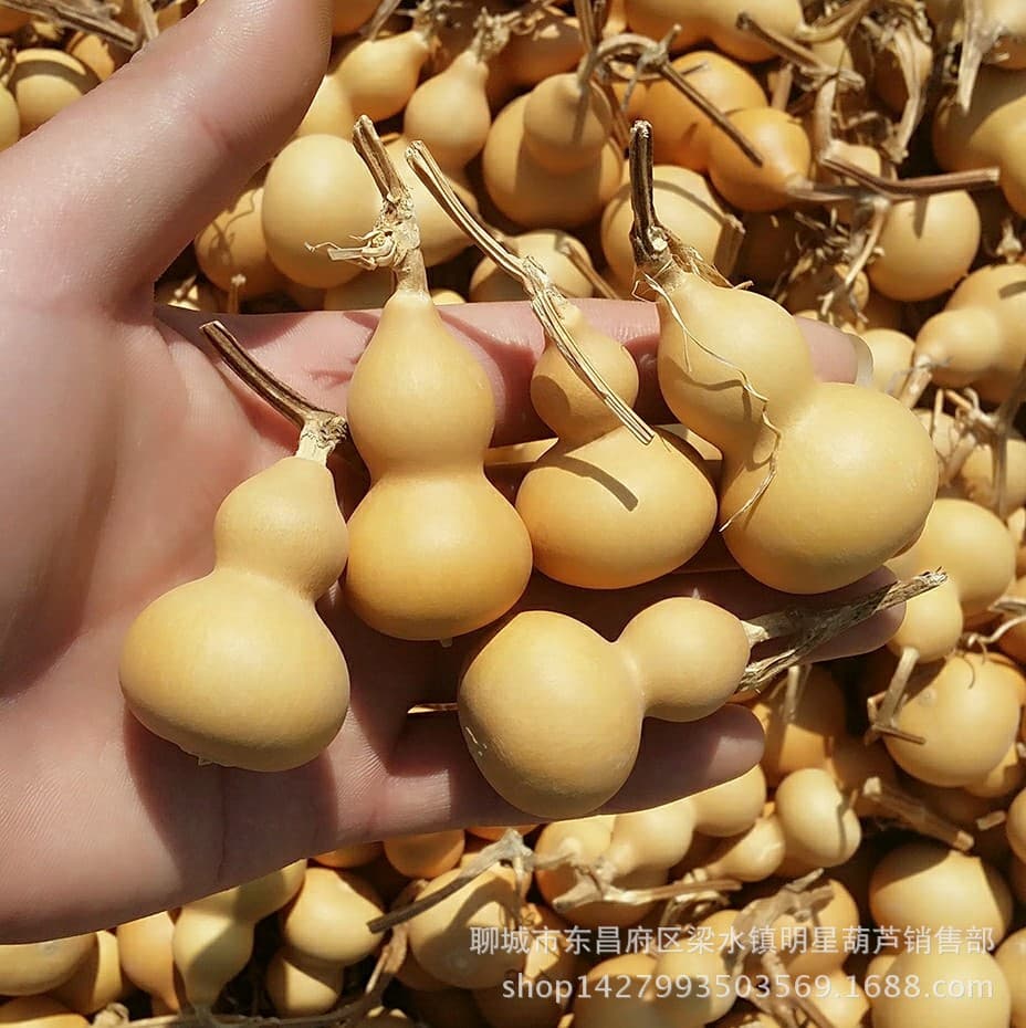 Natural gourds directly from the source, hand-held gourds for collecting and playing with, iron-clad gold, American gourds, grass-inlaid gold.
