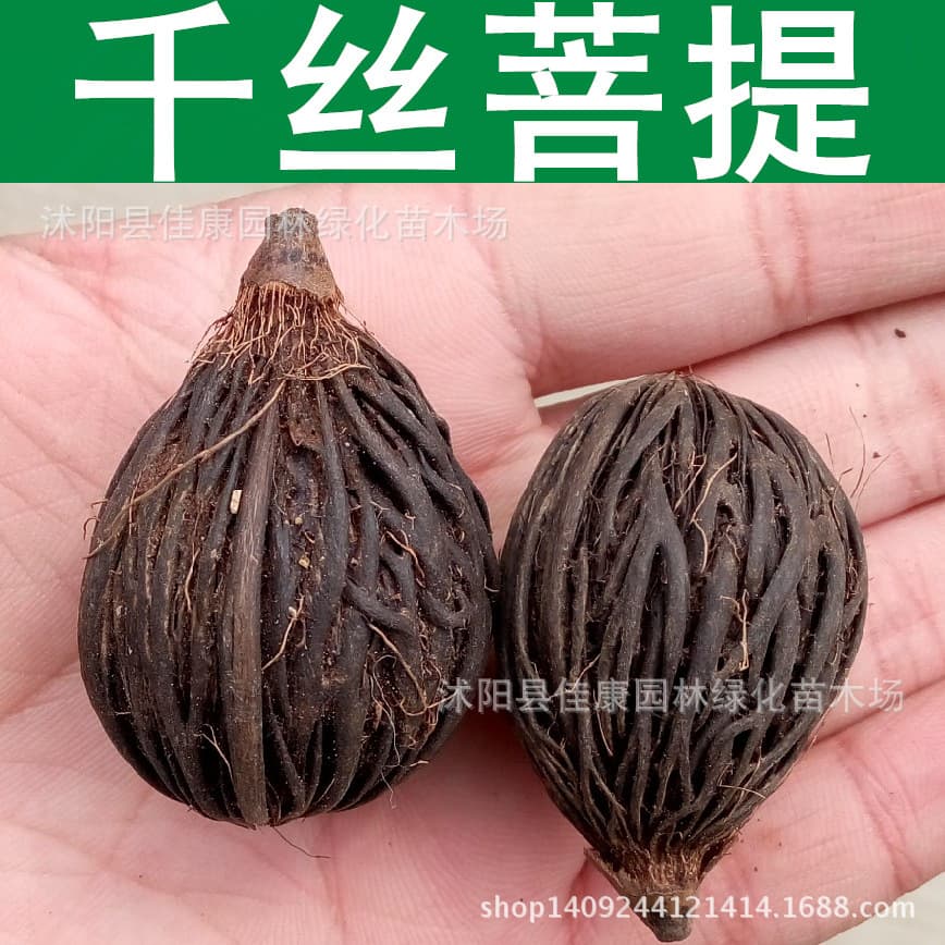 Tree Seeds - Foxtail Palm Seeds - Thousand Silk Bodhi Seeds - Thousand Silk Fruit - Street Tree Seeds