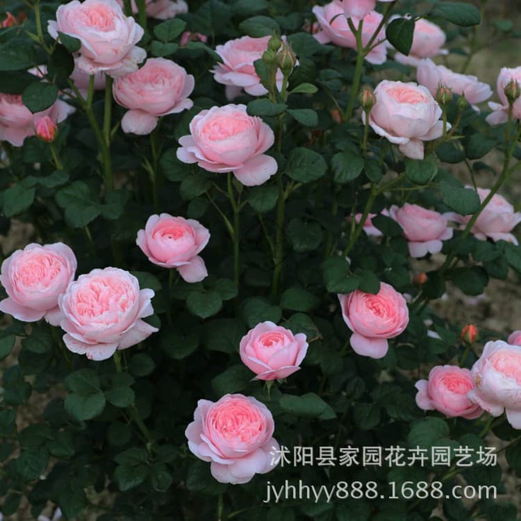 European Rose Queen of Sweden Rose Medium to Large Shrub Abundant Blooms Pink Rose Garden Balcony Flower