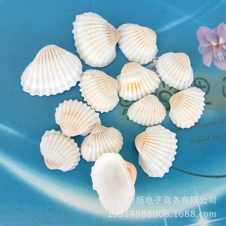 White Shell Snow Clam Natural Seashell Conch Starfish Micro Landscape Candle Making DIY Craft Materials