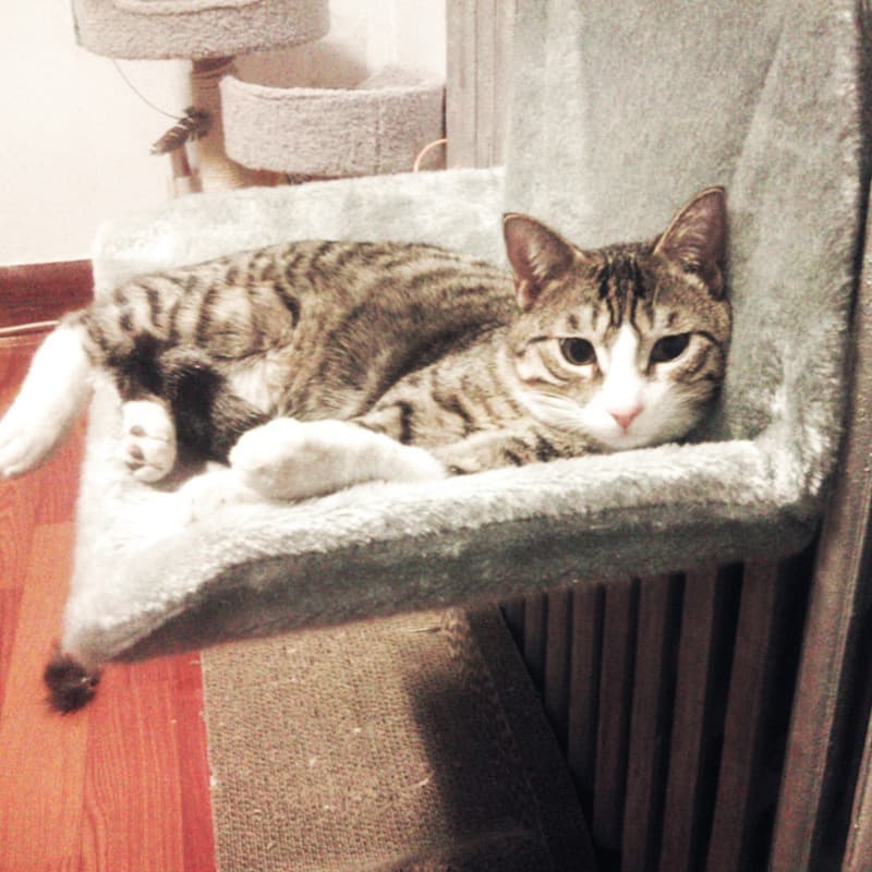 High-Quality Sturdy Cat Hammock Cat Bed Steel Frame Structure Ultra-Portable Cat Nest