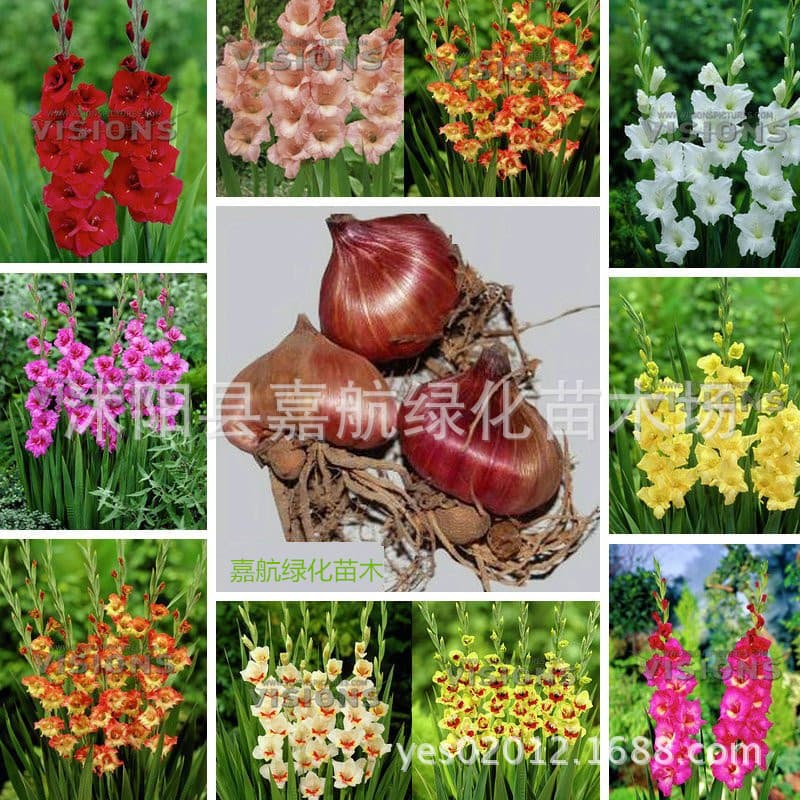 Gladiolus imported flower bulbs gladiolus bulb seeds four seasons gladiolus large bulbs blooming in the same year multi-color