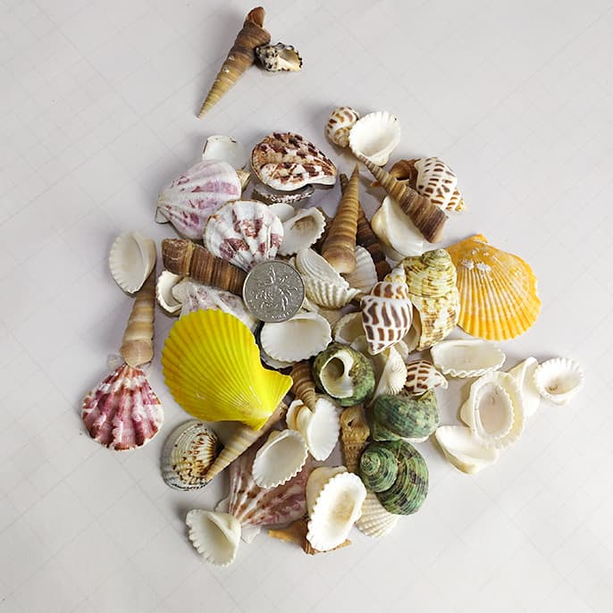 Mediterranean Shells, Conches, Aquarium Decor, Photography Props, Exquisite Natural Scallop Wholesale