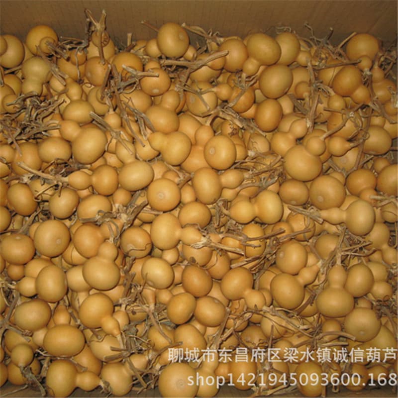 Natural Hand-Twisted Gourd for Collecting, Small Gourd 4-7cm, Wholesale Tourist Souvenir