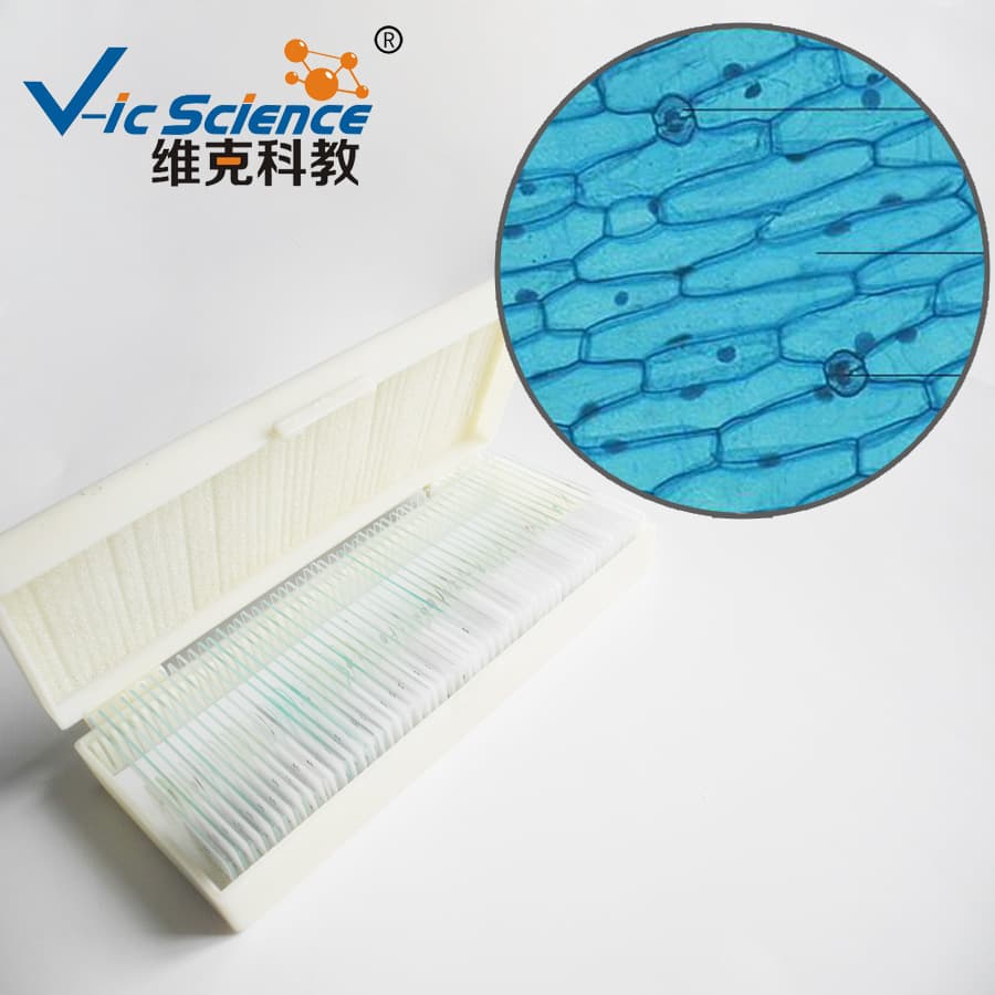 Biological slides, onion epidermis, onion scales, leaf epidermis mounts, microscopic plant slides for primary and secondary schools.