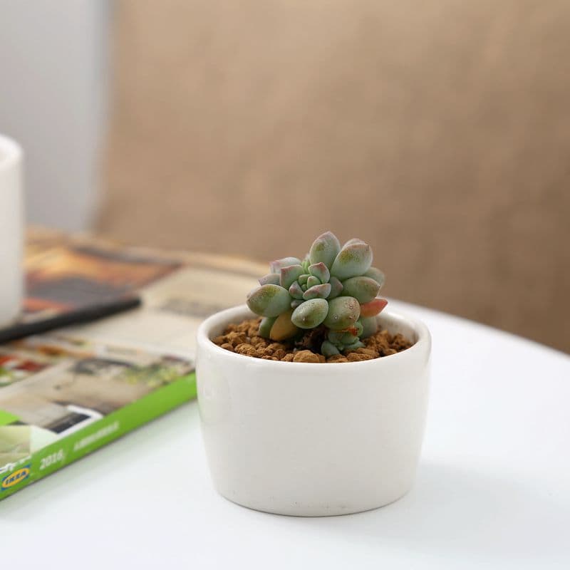 White Simple Creative Zakka Small Flower Pot Succulent Flower Pot Mini Small Round Cup Flower Pot Manufacturer Wholesale