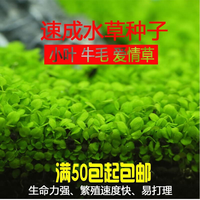 Mini Dwarf Hairgrass Seeds for Aquarium Foreground, Wholesale Aquascaping Decor