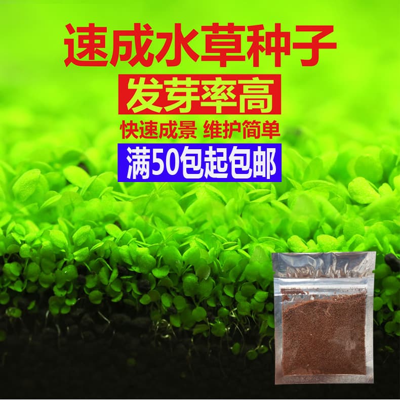 Aquarium Decoration Plant Seed Kit - Foreground Dwarf Baby Tears Live Plants for True Aquatic Aquascaping