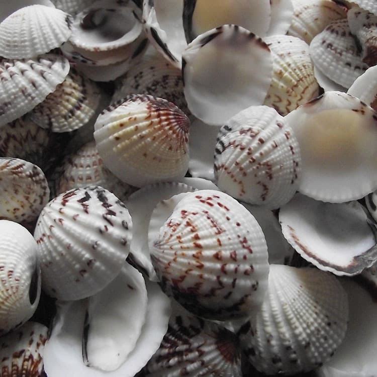 Thick-Shell Natural Sea Conch Eagle-Wing Scallop Photography Props Fish Tank Aquarium Decoration Accessories Wholesale