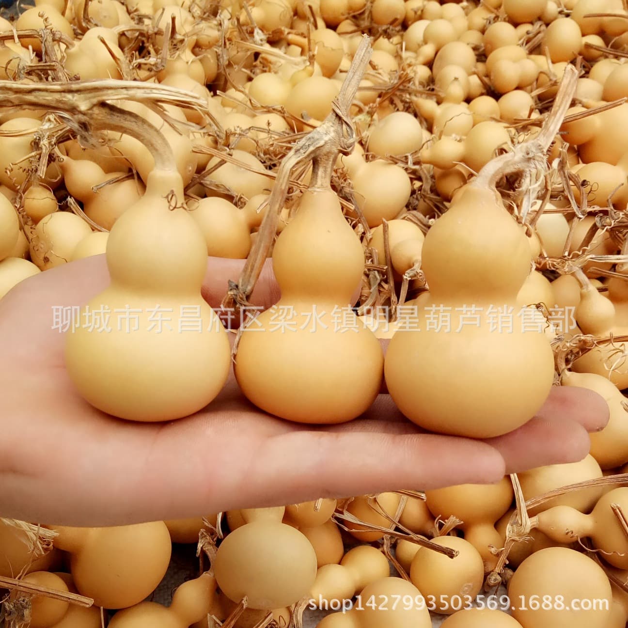 Natural gourds directly from the source, hand-held collectible gourds, American hand-held gourds with gold trim.