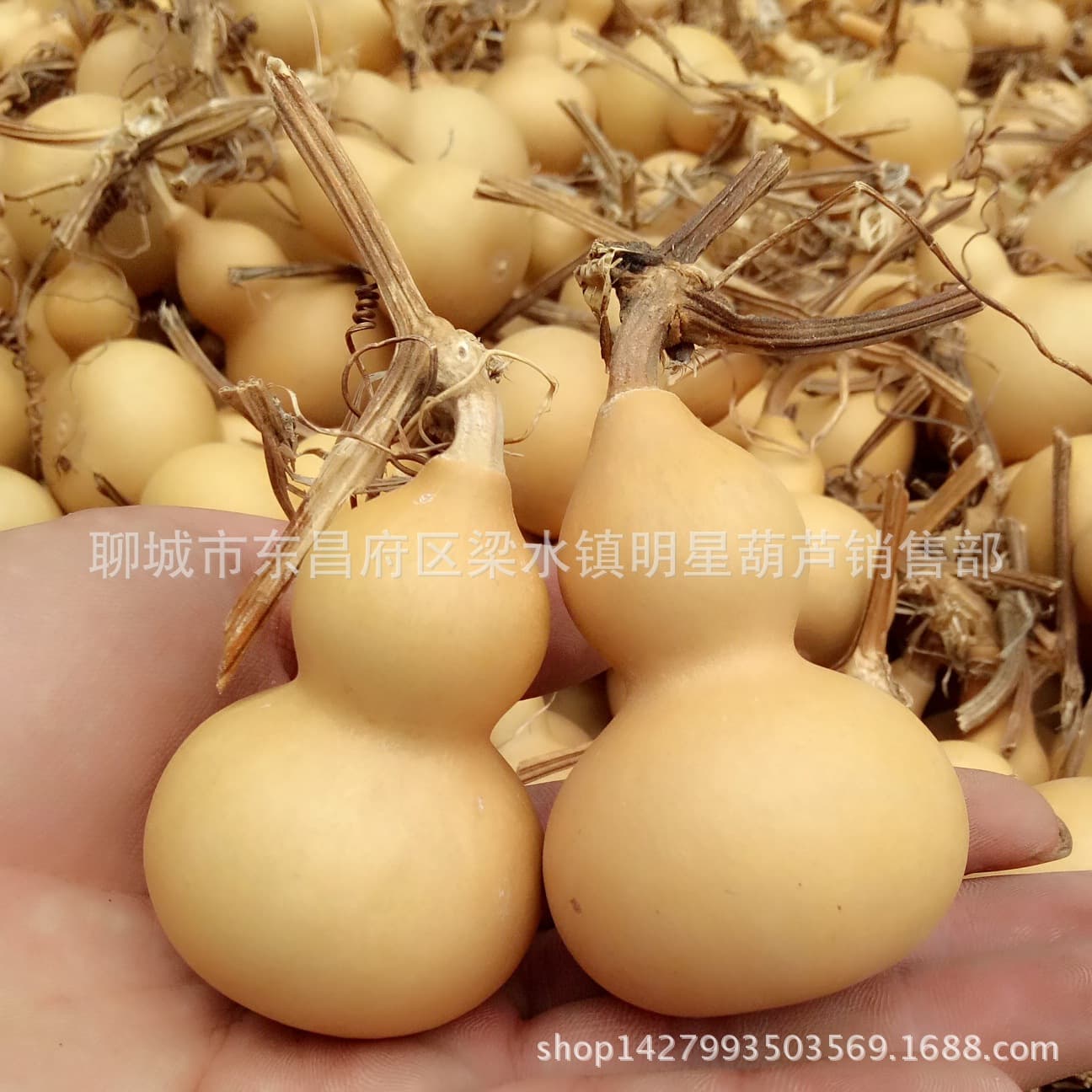 Factory Wholesale Natural Gourds, Hand-rolled Gourds, American Mini Play Gourds, Gourd Art "Grass Gold