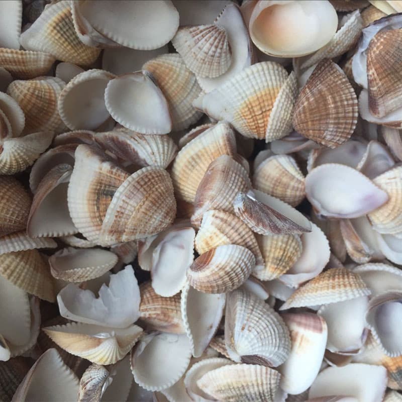Small Shells, Conches, Starfish for DIY Accessories, Landscape Decoration, Triangular Shells, Scaly Spoon Clams