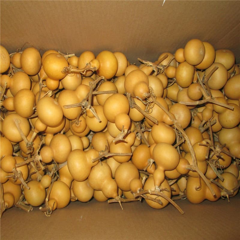 Wholesale Small Gourd Hand Twisting Gourd Wenwan Gourd Premium Natural Small Gourd