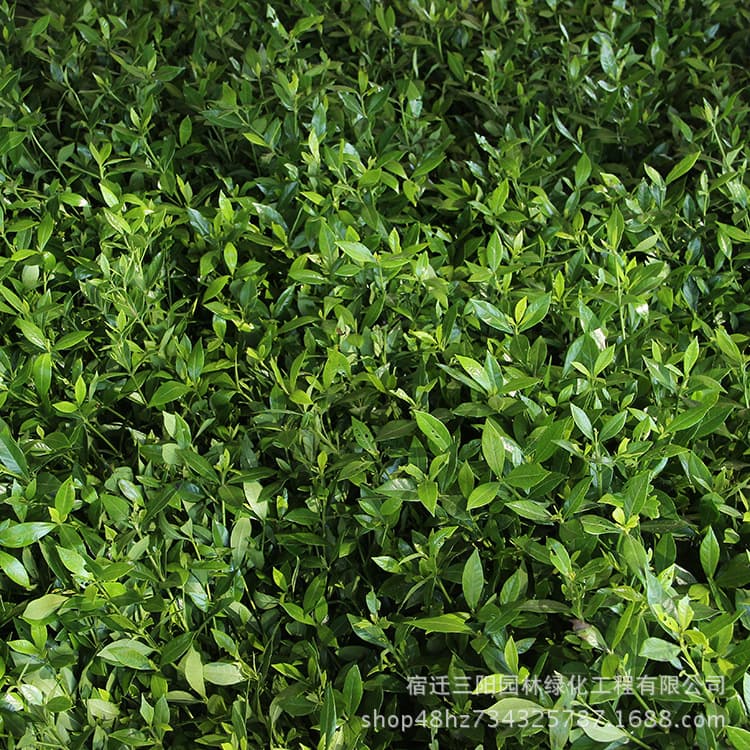 Wholesale Gardenia, Small-Leaf Gardenia, Large-Leaf Gardenia, Potted Gardenia