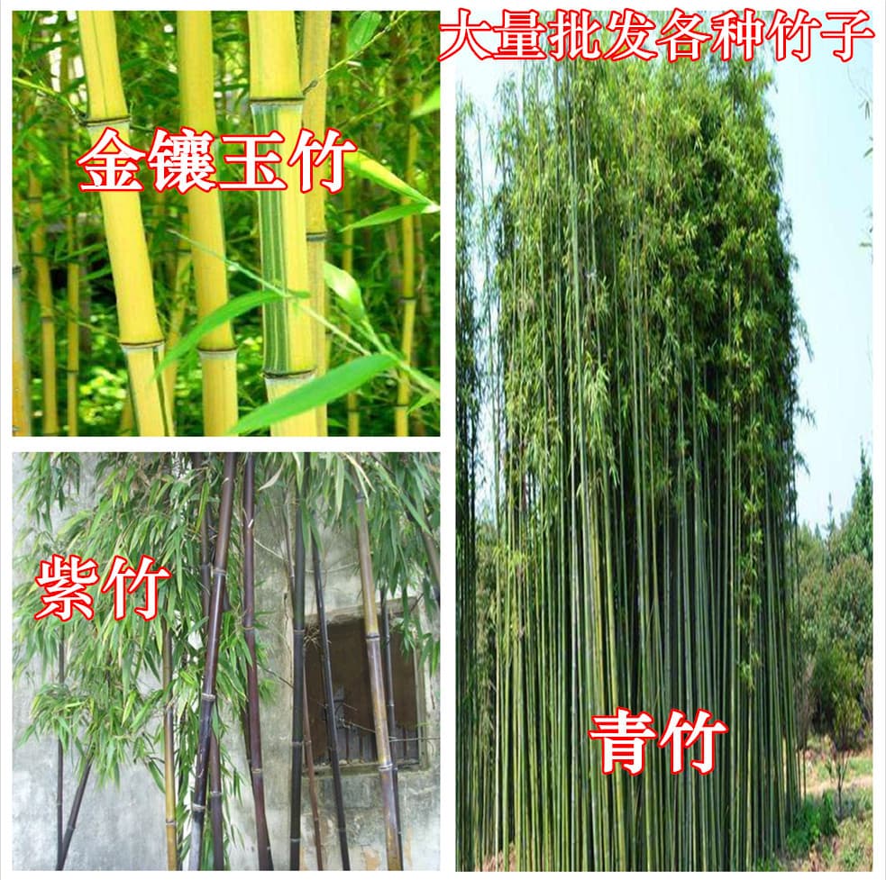 Purple Bamboo Shoots, Gold-Inlaid Jade Bamboo, Green Bamboo, Bamboo Shoots and Roots for Garden Wholesale, Cold-Resistant Four-Season Green Ornamental