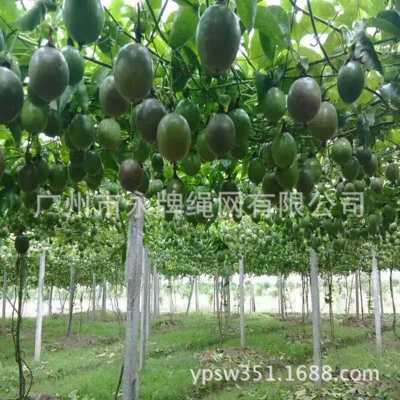 Fujian Passion Fruit Planting Special Net Agricultural Shed Net Climbing Net Plastic Net Nylon Net Manufacturer Price