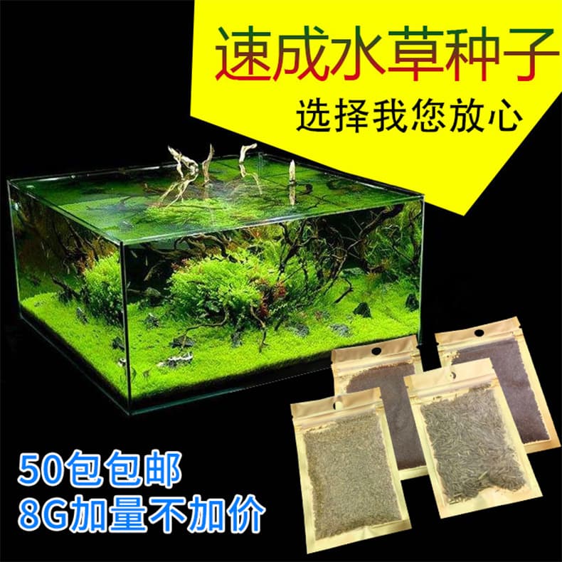 Ecological Aquarium Pearl Grass Seeds for Various Sizes, Aquascaping Decoration