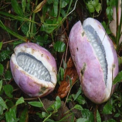 Fruit tree seedlings, potted or planted in the ground, will bear fruit in August; *Akebia trifoliata* seedlings and plum seedlings will be grown in the same year.