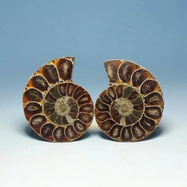 One Pair of Medium Natural Ammolite Fossil Split Ammonite Slice Fossil Raw Specimen