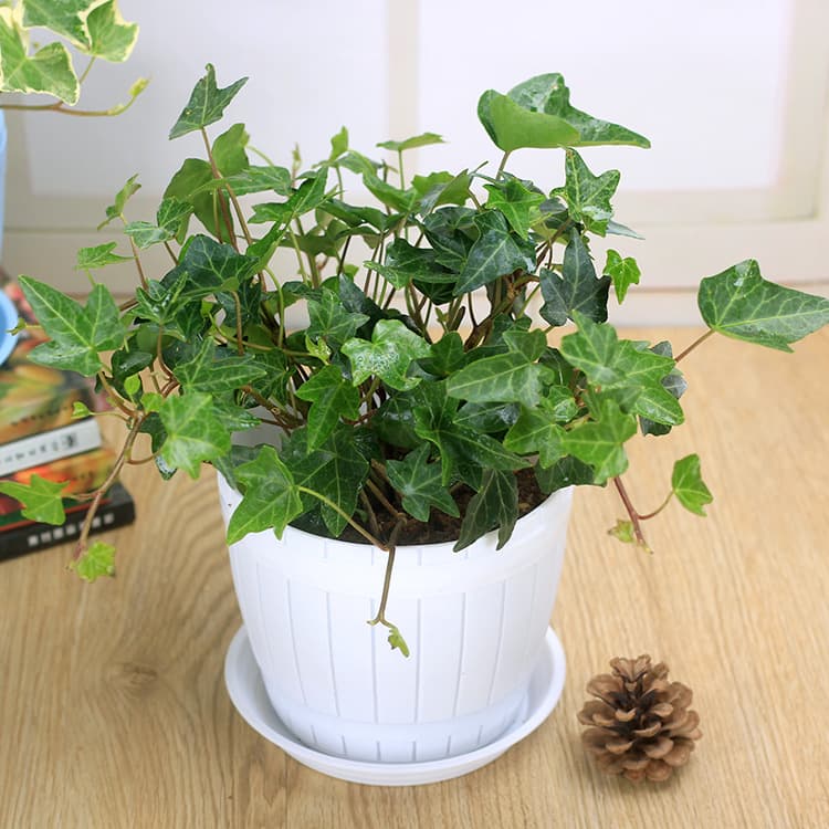 Ivy Easy-to-Grow Hanging Basket Plant Potted Golden-edged Ivy Flower Balcony Vine Shade-tolerant
