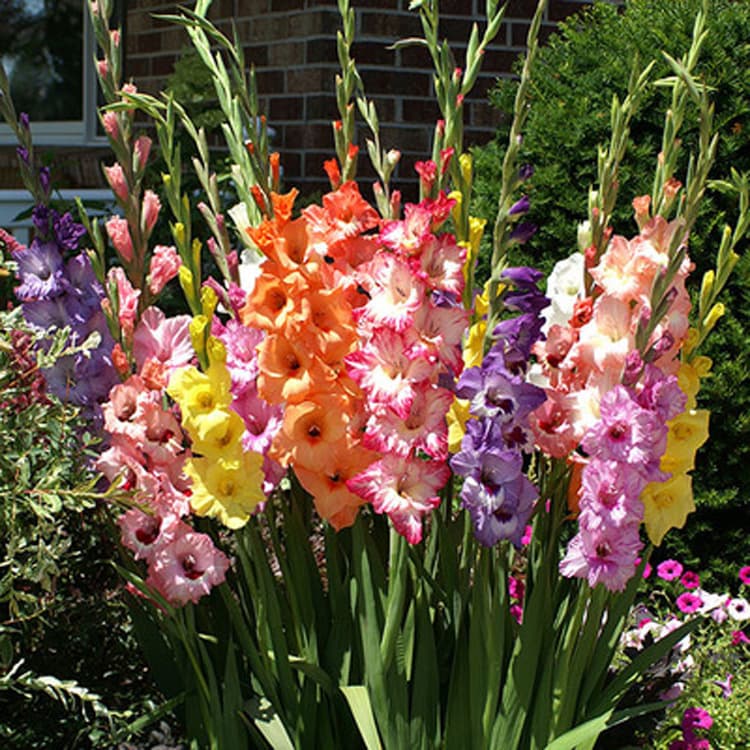 Ornamental flower bulbs, potted plants and flowers, gladioli bulbs, gladioli bulbs, indoor potted plants in various colors