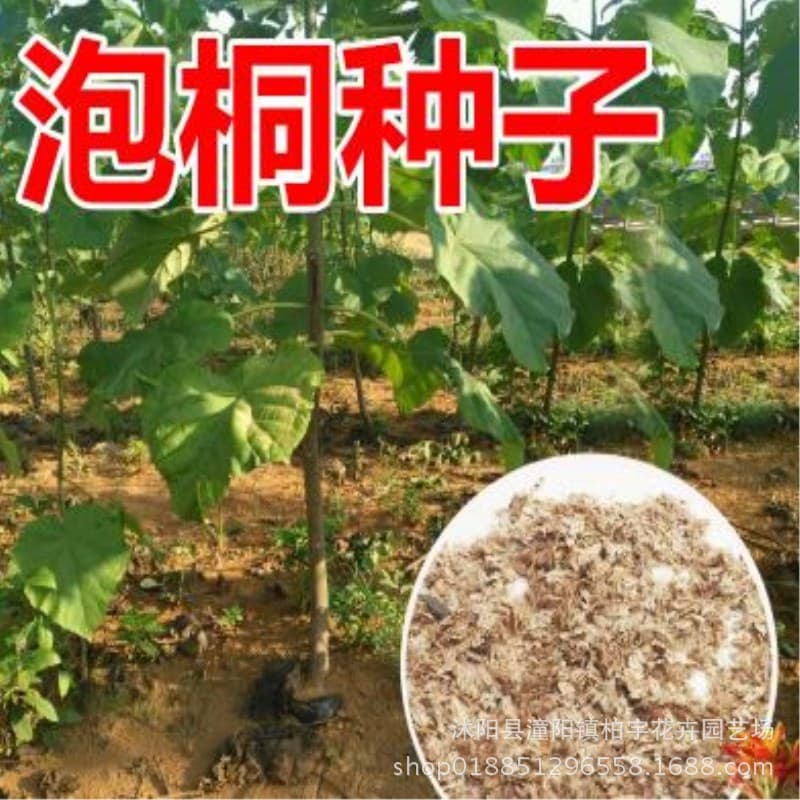 Paulownia tree seeds, light wood, white flowers, large fruit, Paulownia, empty tung, water tung, newly harvested seeds of the year