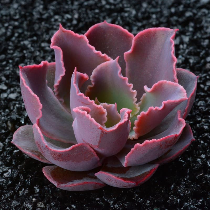 Succulent Plant Echeveria 'Sunset Dance' Potted Green Plant Flower Combination Office Bonsai