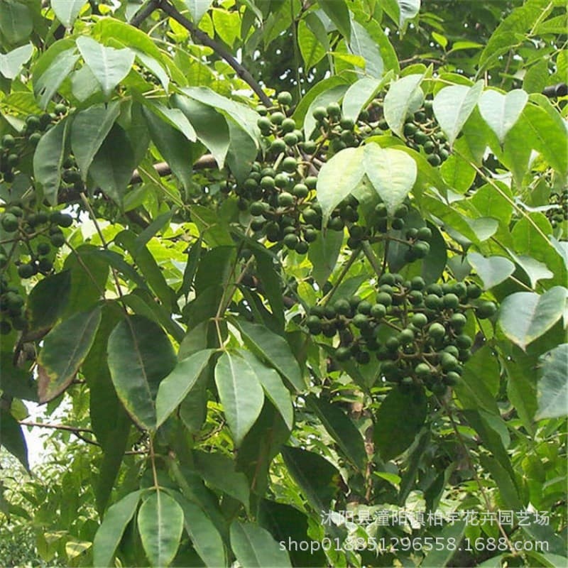 Freshly harvested Amur cork tree seeds, easy-to-grow Huangbo seedlings and Yuanbai Sichuan varieties