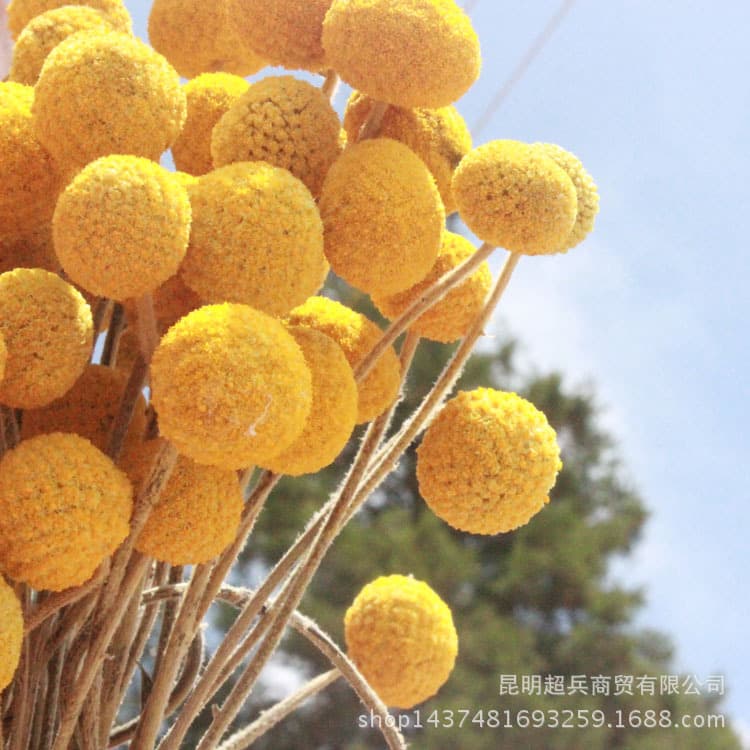 [Dried Flower Golden Ball] Yunnan Dried Flower Bouquet Small Ball, Golden Ball Dried Flower, Golden Cudweed Flower Small Bouquet Accessory
