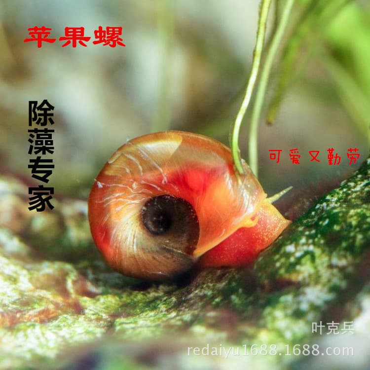 Tropical snail ornamental snail tank, algae removal snail, apple snail, mysterious snail