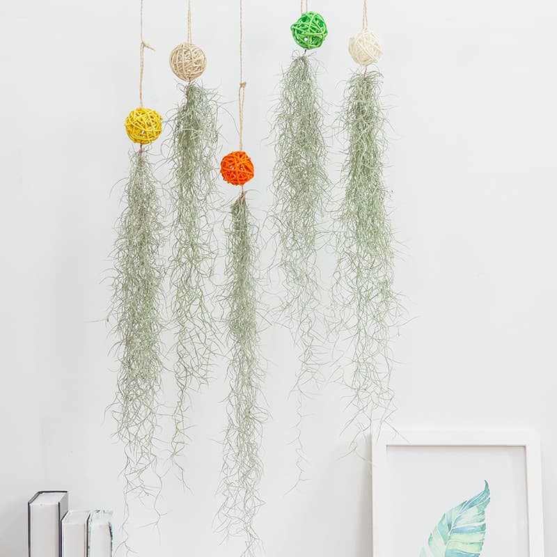 Spanish Moss Old Man's Beard Combo - Direct from Manufacturer Base Shipping Air Plant Soilless Lazy Tillandsia Novelty Wholesale