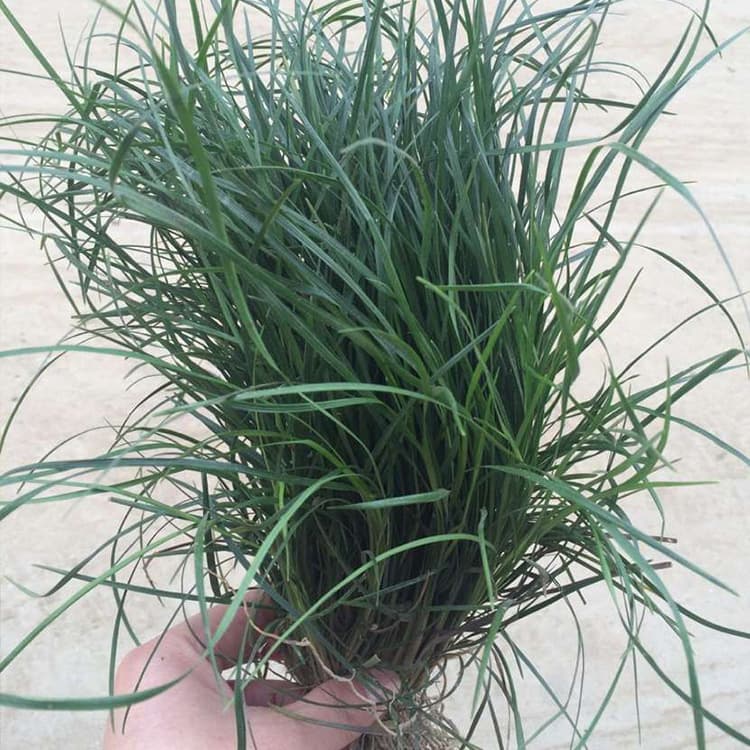 Seedlings for Greening Projects, Landscape Ophiopogon japonicus, Book Ribbon Grass, Ophiopogon and Liriope, Base Supply of Various Types