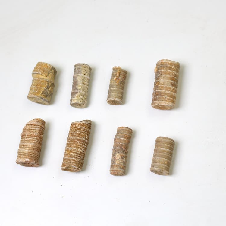 Devonian Crinoid Stem Fossil Ancient Marine Organism Fossil Raw Stone Echinoderm Geological Science Teaching Specimen