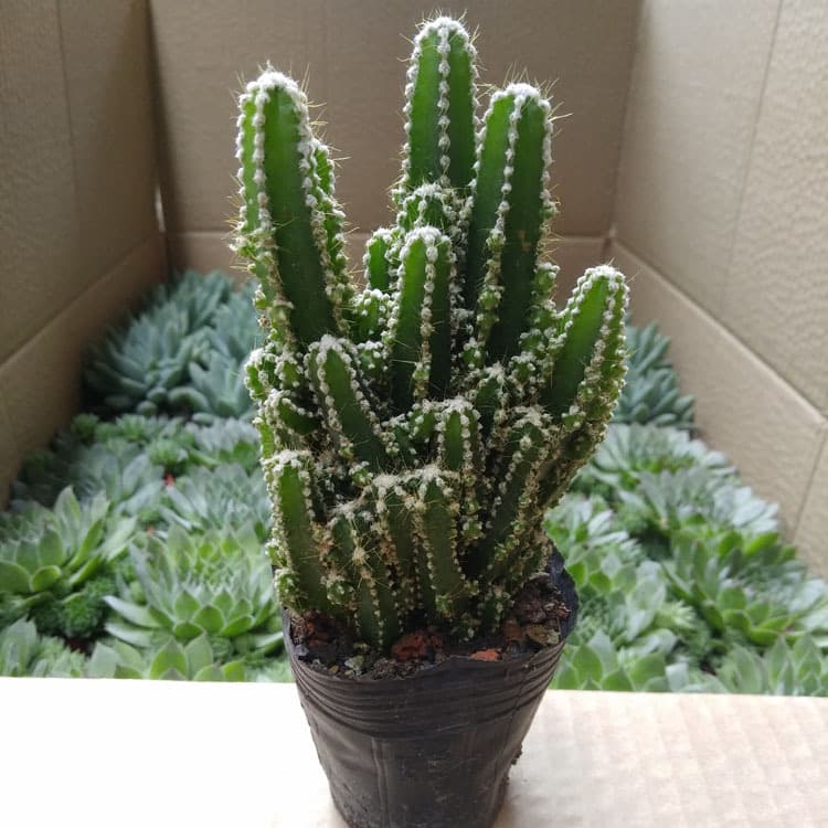 Succulent Cactus Wholesale, Mountain Range, Bare Root, Approx. Width 6-8cm, Flower Pot Green Plant Gardening