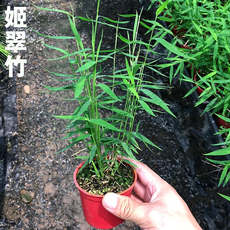 Bamboo lily, green-axis bamboo, rice bamboo, red bamboo, golden silk Buddha belly bamboo, Australian wind bamboo, aquatic terrarium landscaping plants, potted plants